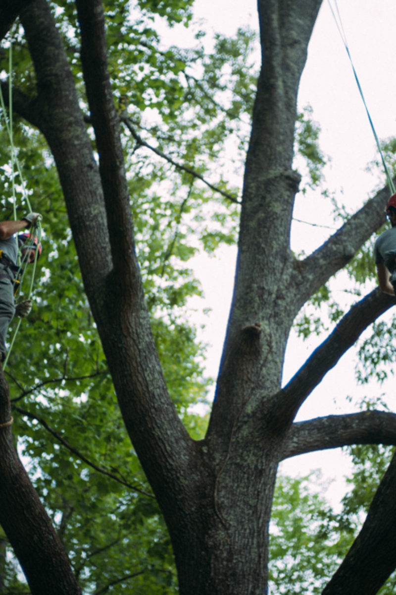 Tree Climbing on the Farm