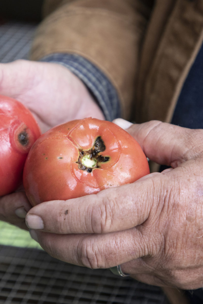 Saving Tomato Seeds