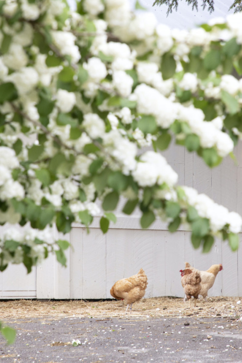 Staying Cool on the Farm