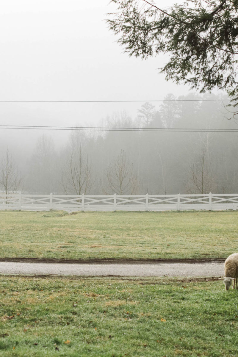 All About Our Sheep