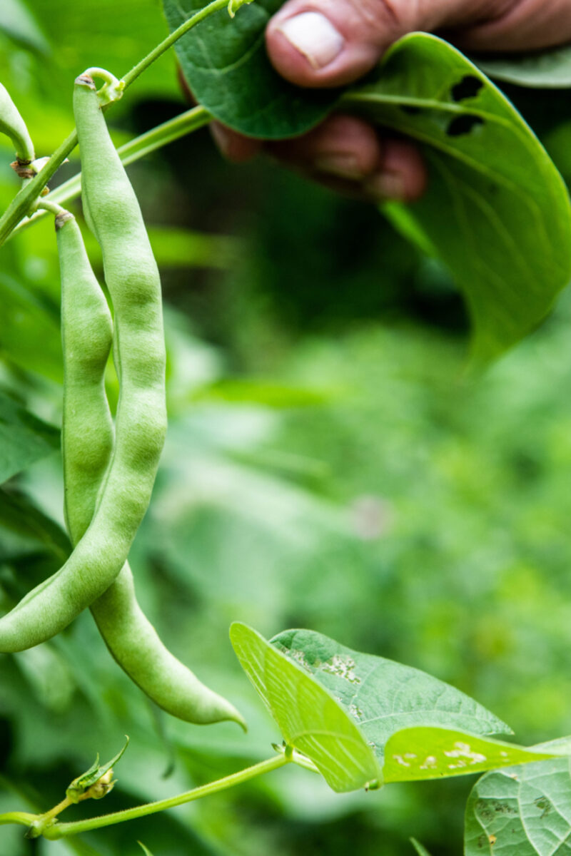 Greasy Beans