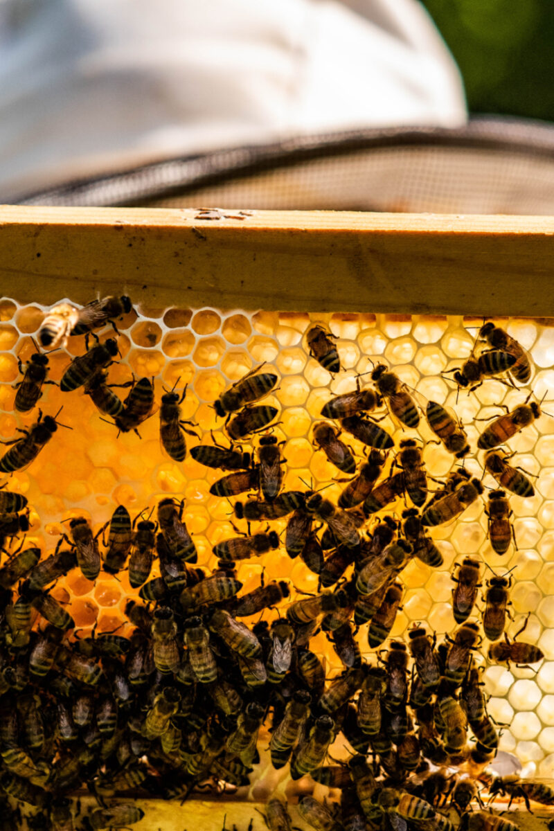 Checking the Hives