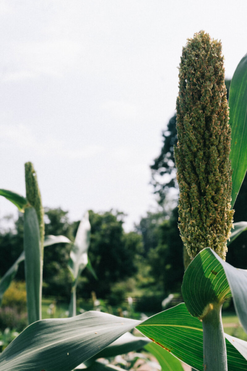 Get to Know Sorghum