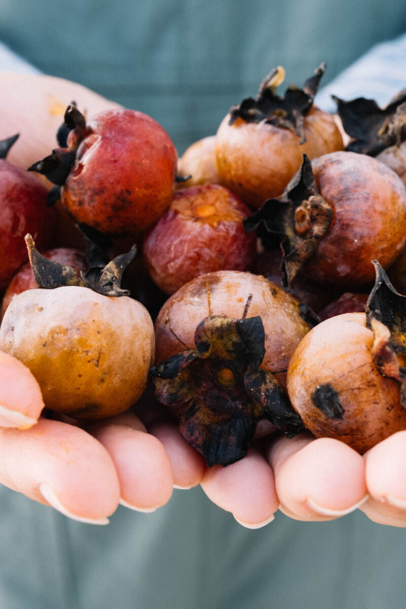 Persimmon Winter Prediction