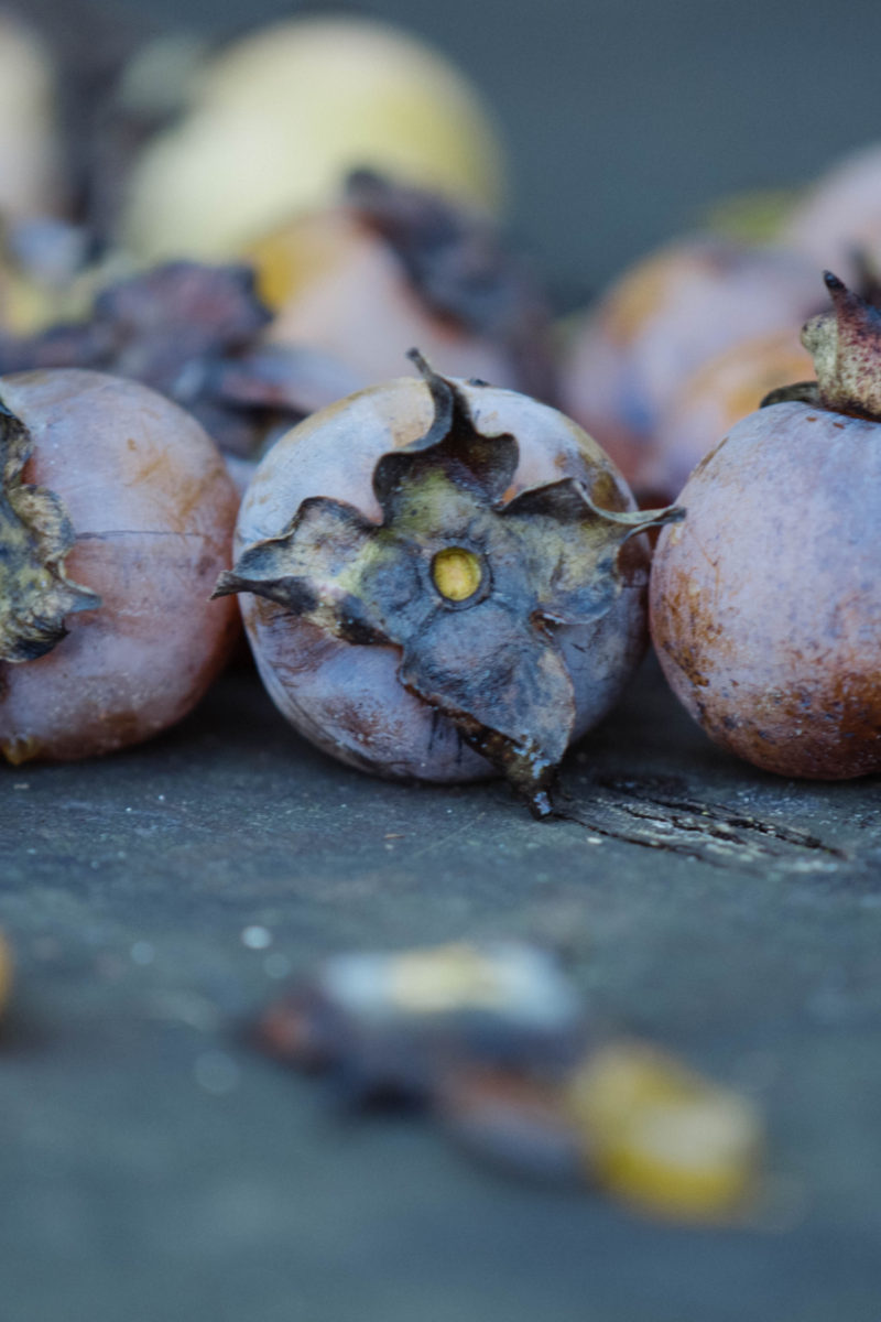 Nature’s Forecast – Persimmons for the Season