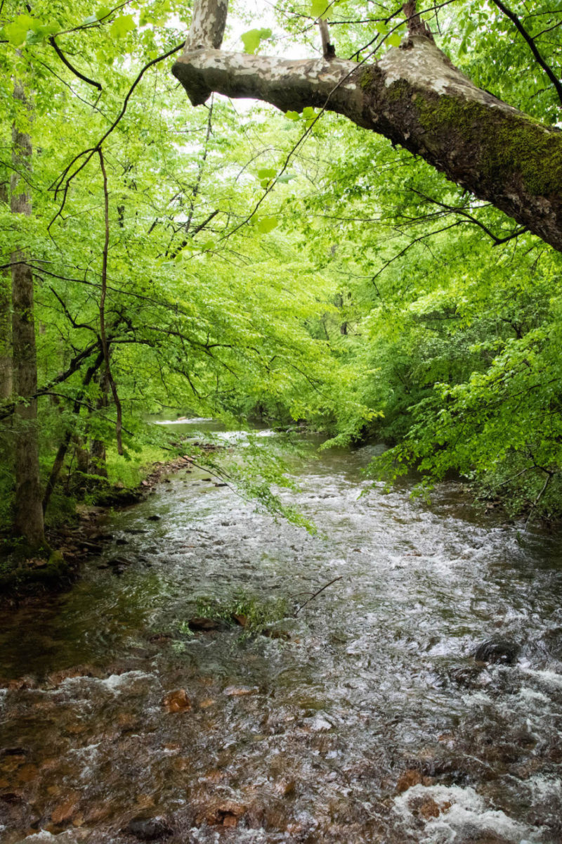 Spring Wellness Recipe