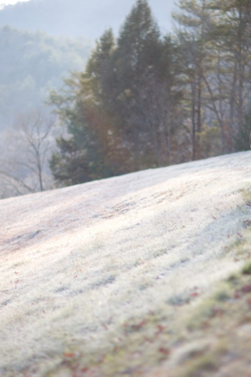 Christmas Notes from the Farmstead