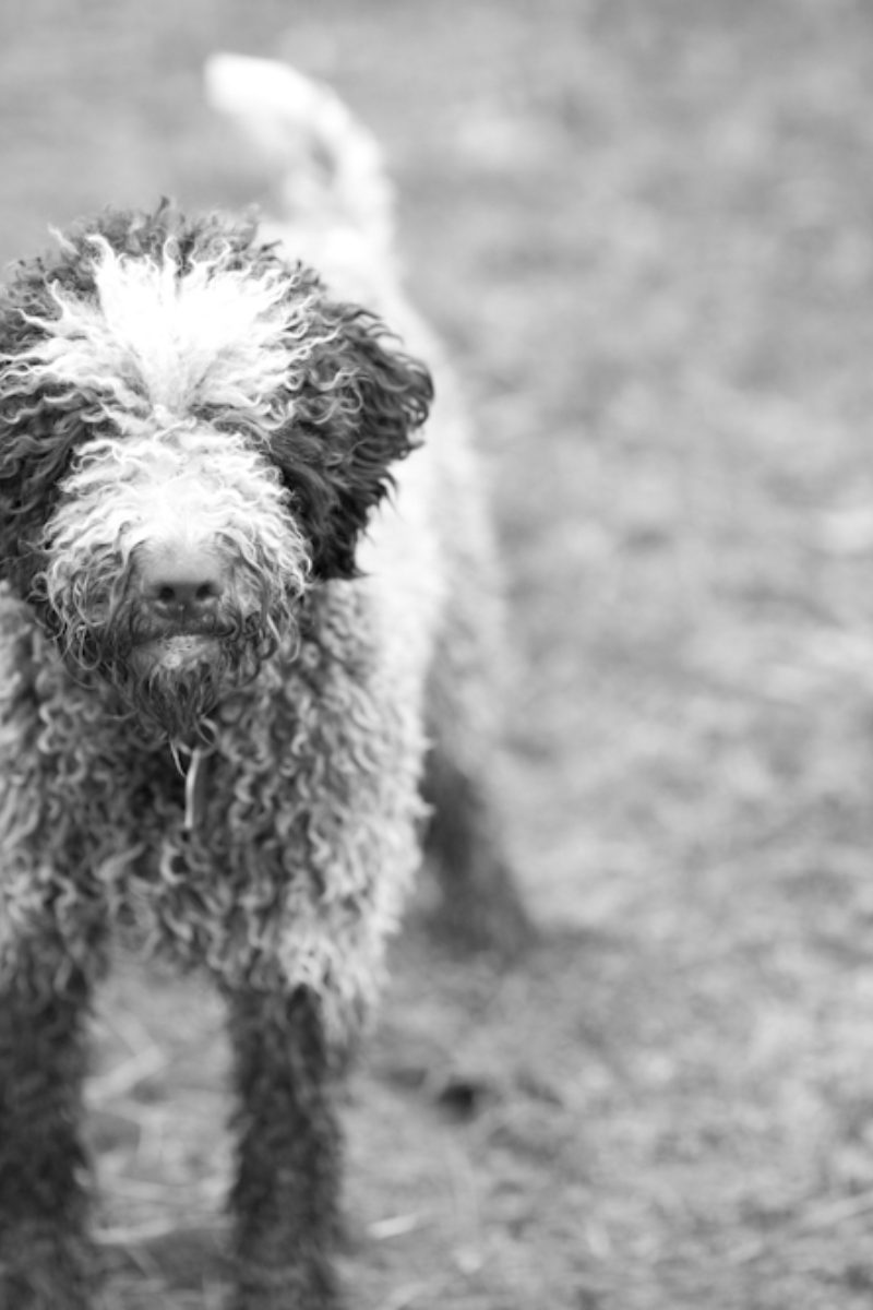 Truffle Season