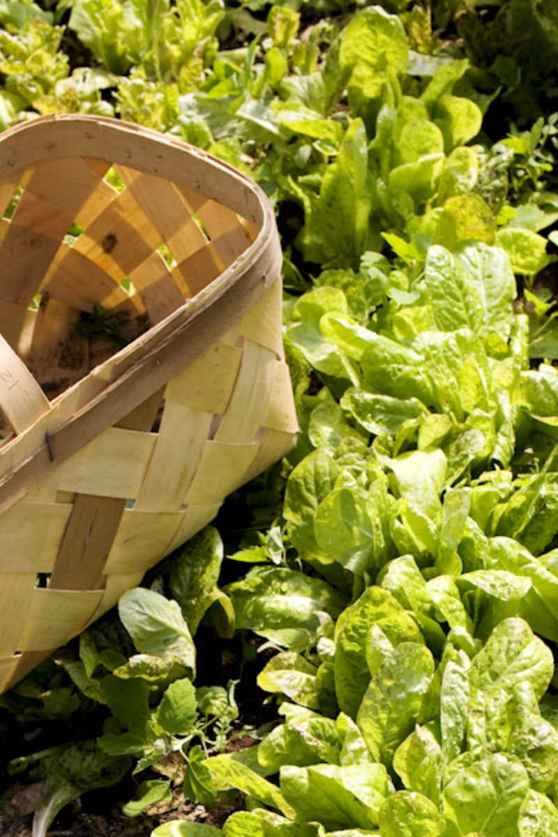 The Endurance of a Garden