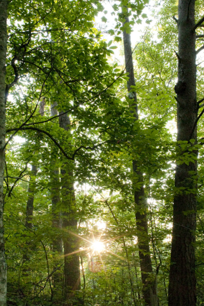 The Birds and the B's