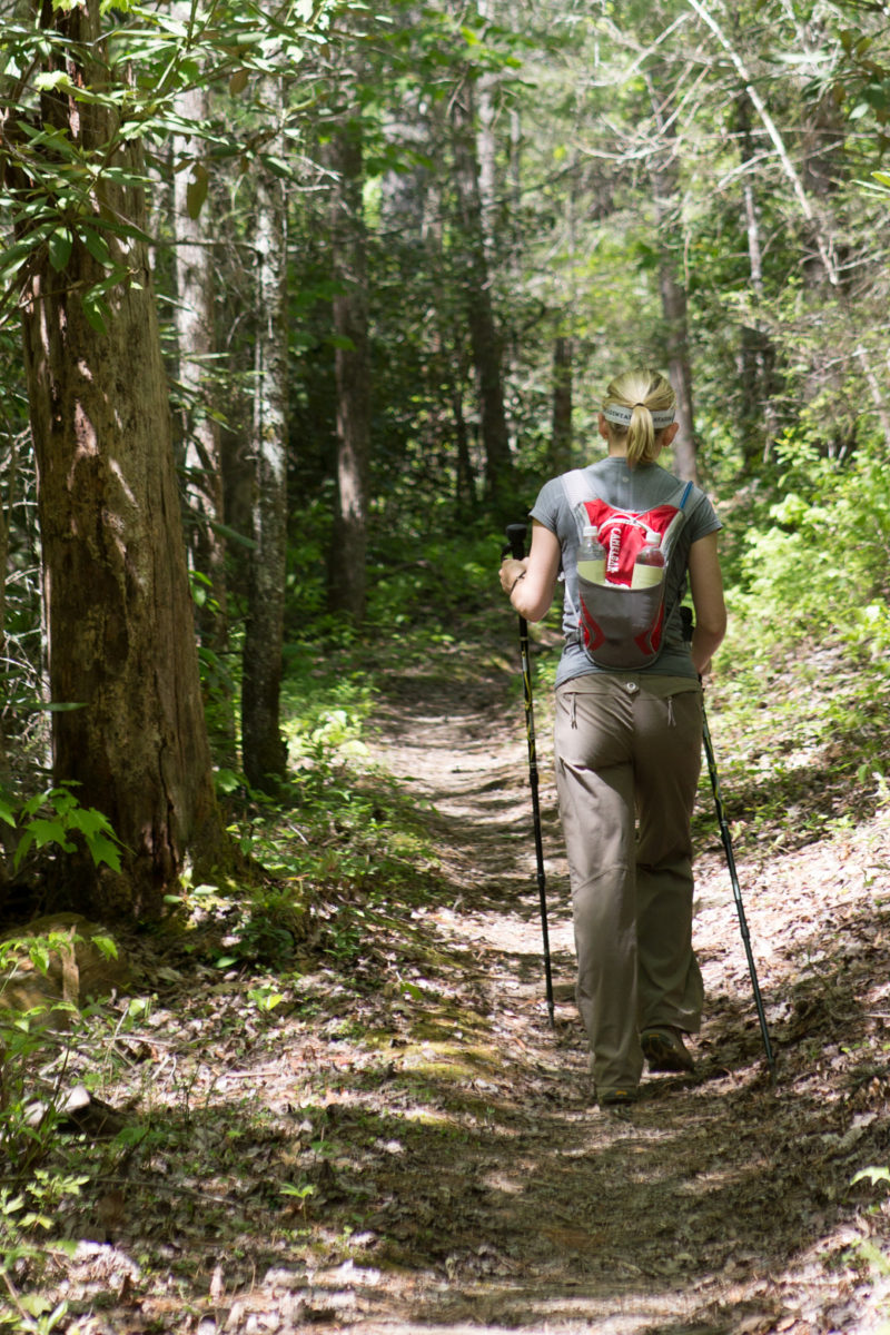 Wildlife in the Woods