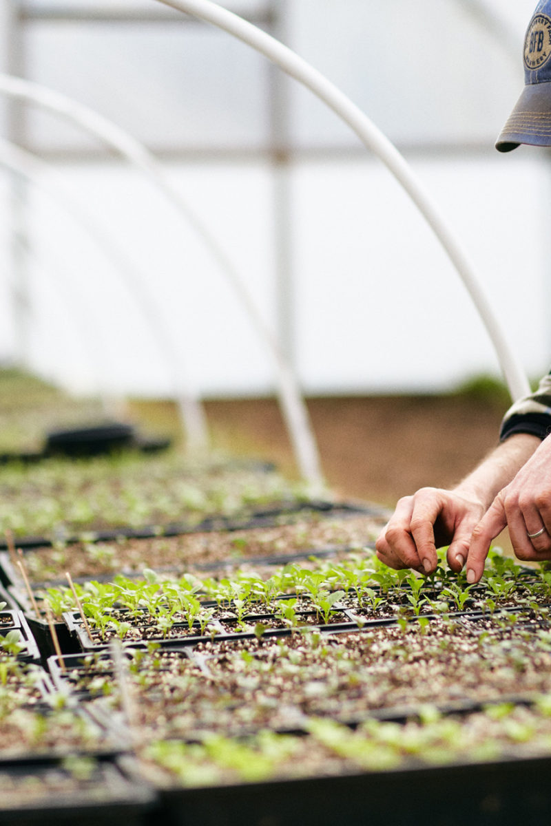 Garden Month Planting