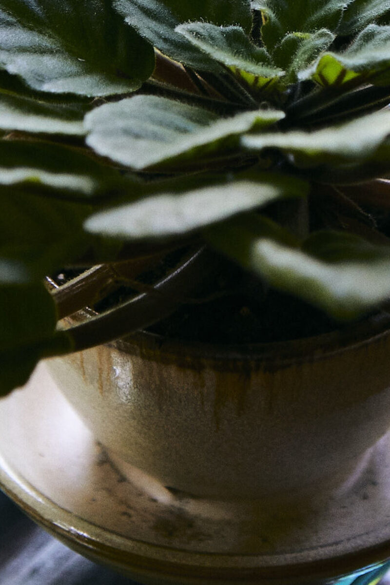 Spring Your Plants to Life