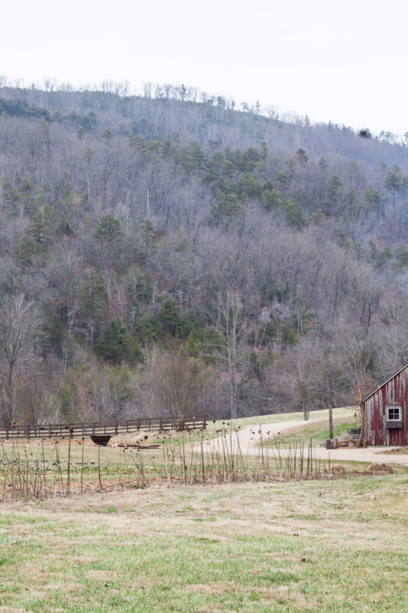 What's New in the Garden