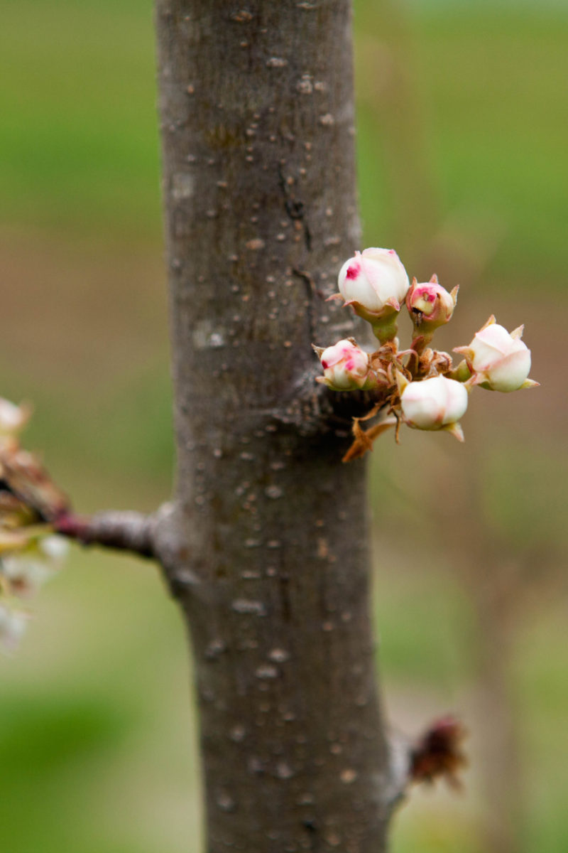 The Call of Spring