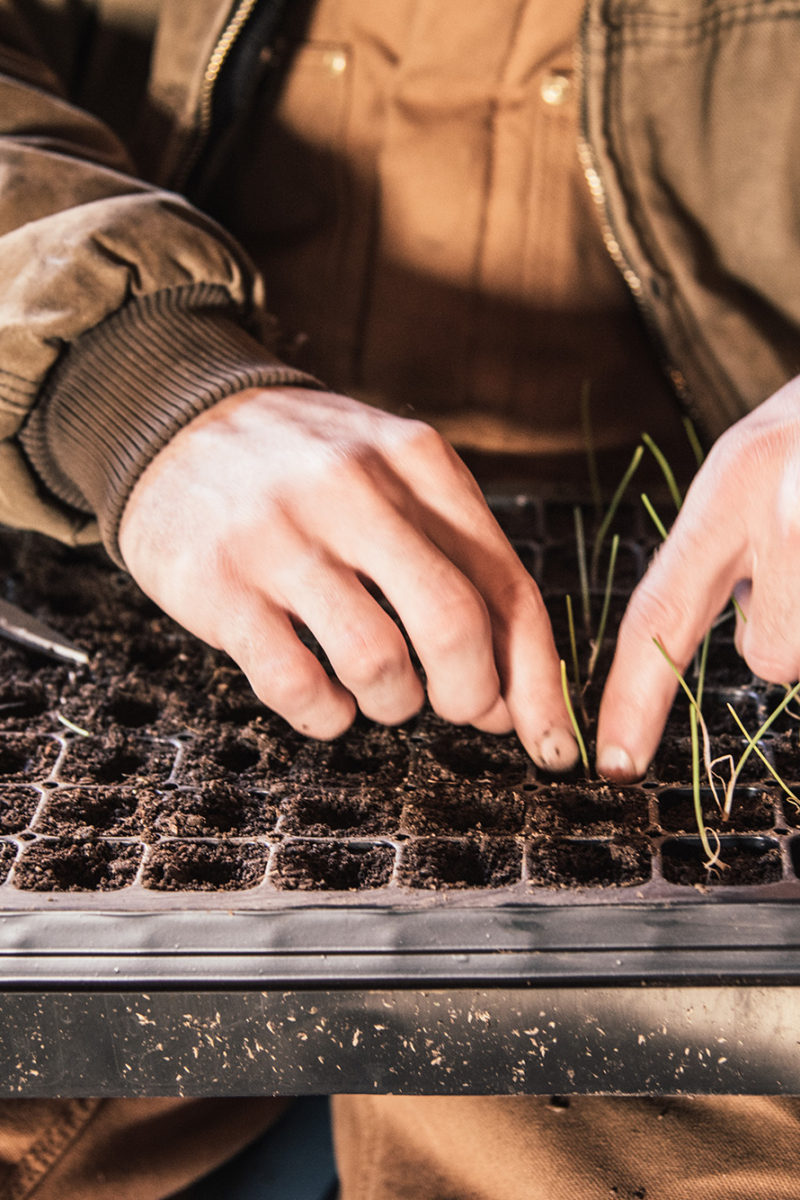 The Birth of a New Season