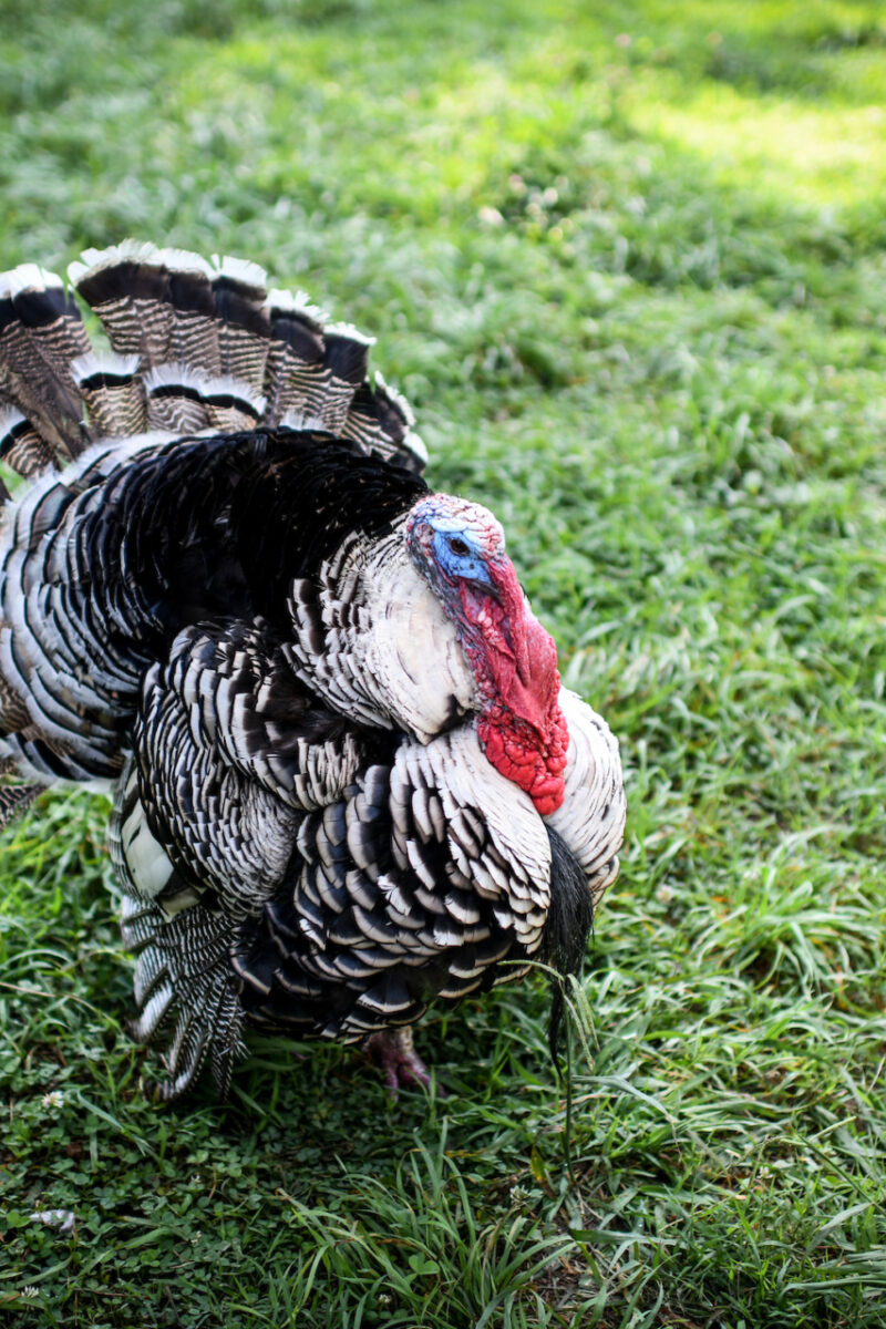 A To-Do About Turkeys