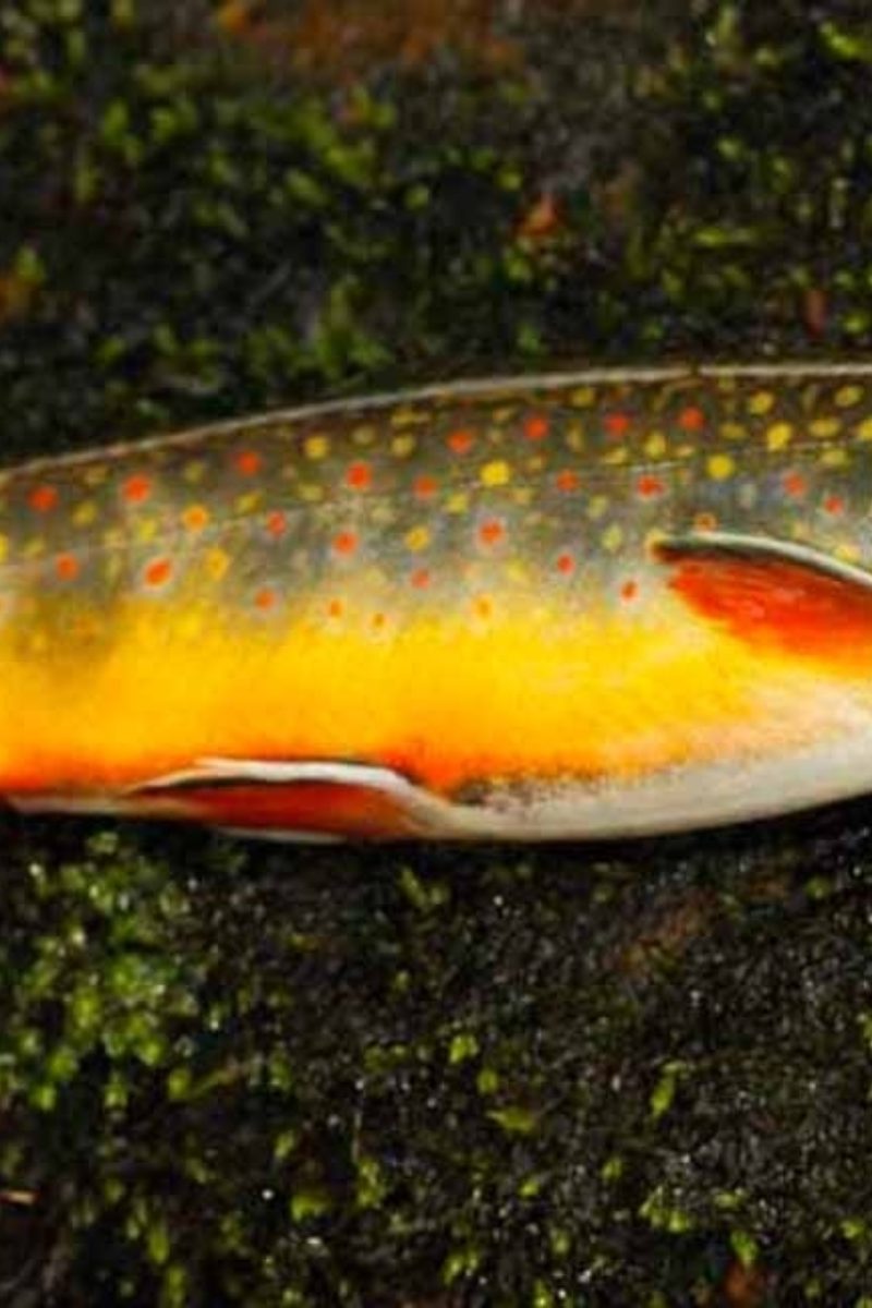 Fly Fishing High on a Mountainside