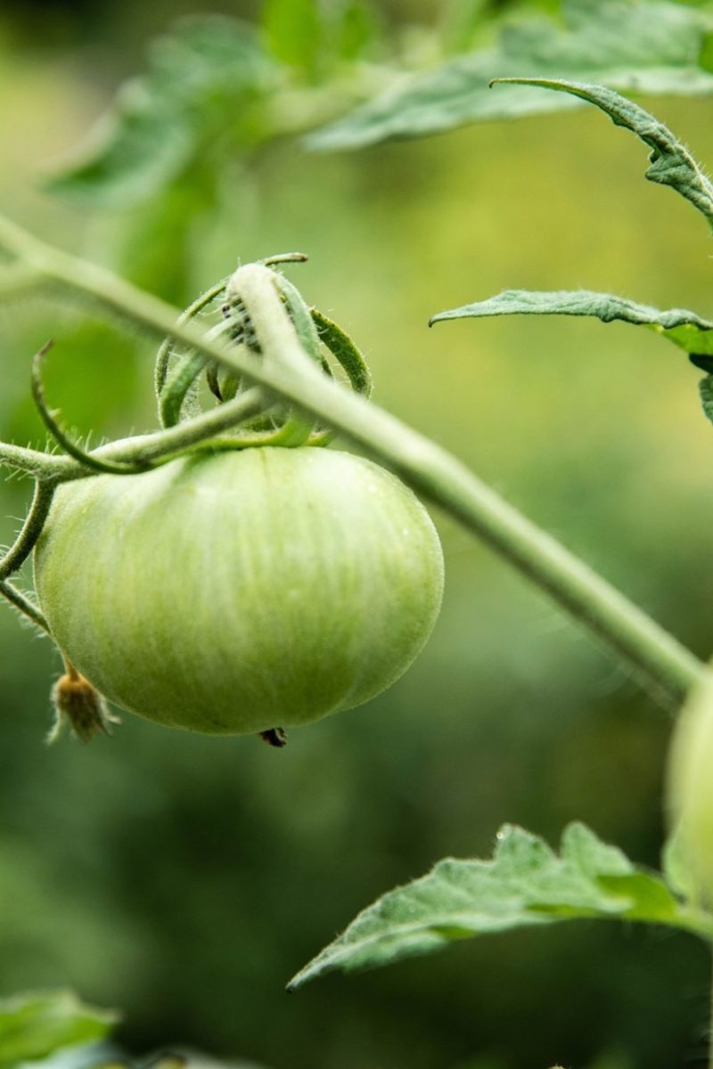 Straight-off-the-vine Season