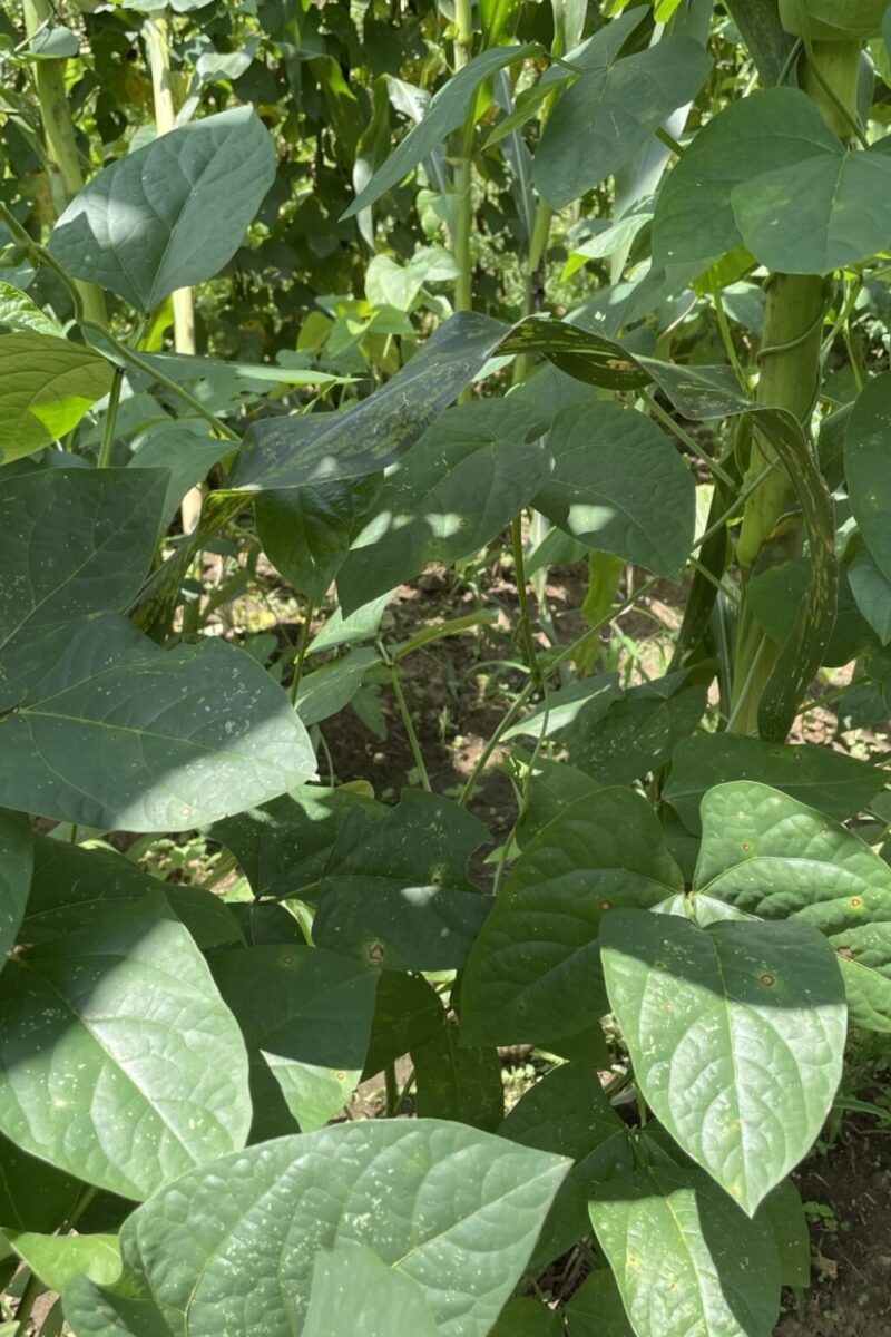 The Flossie Powell Butterbean