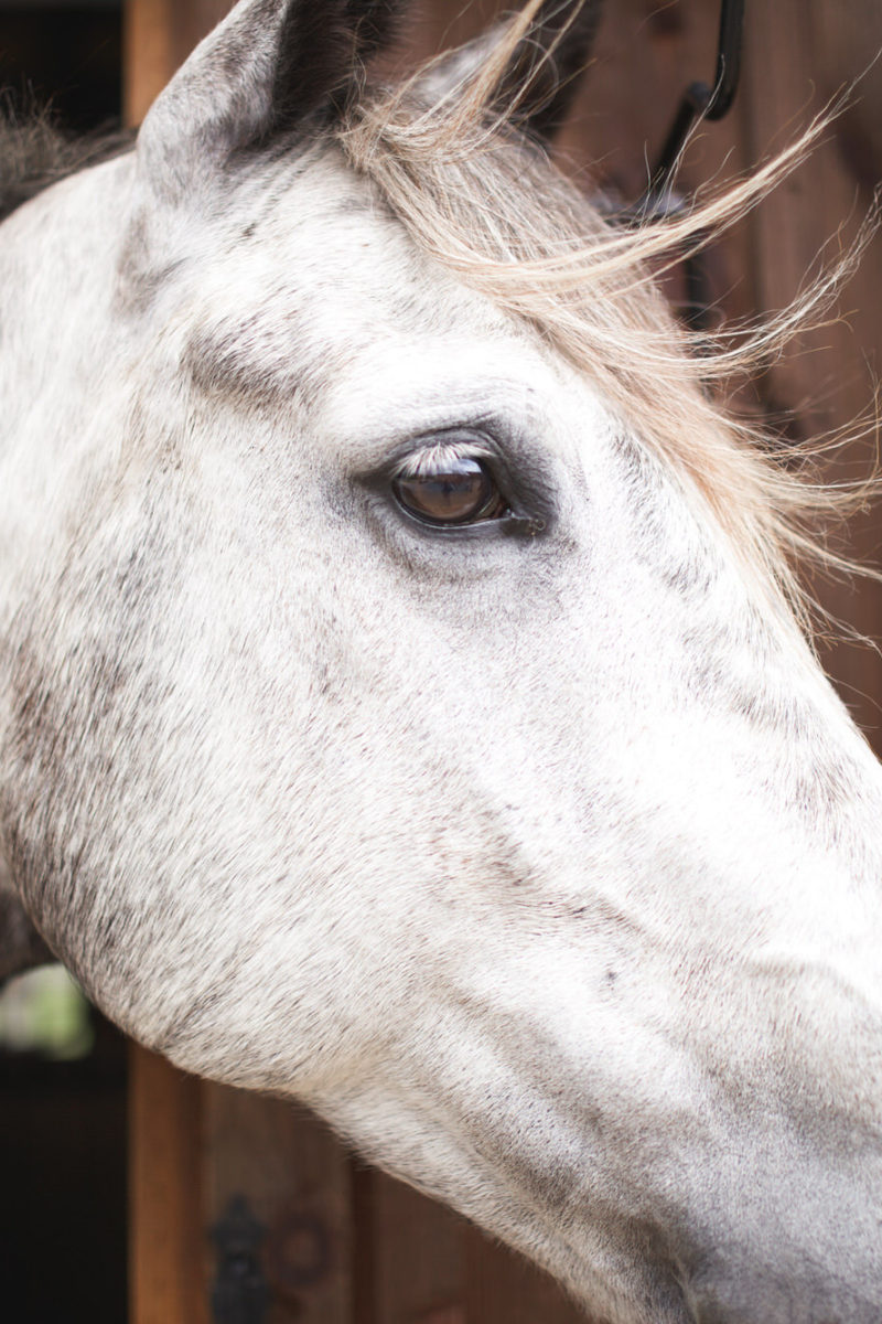 A Season on Horseback