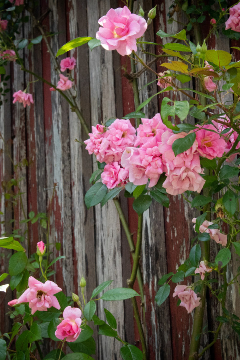 Flowering Fun