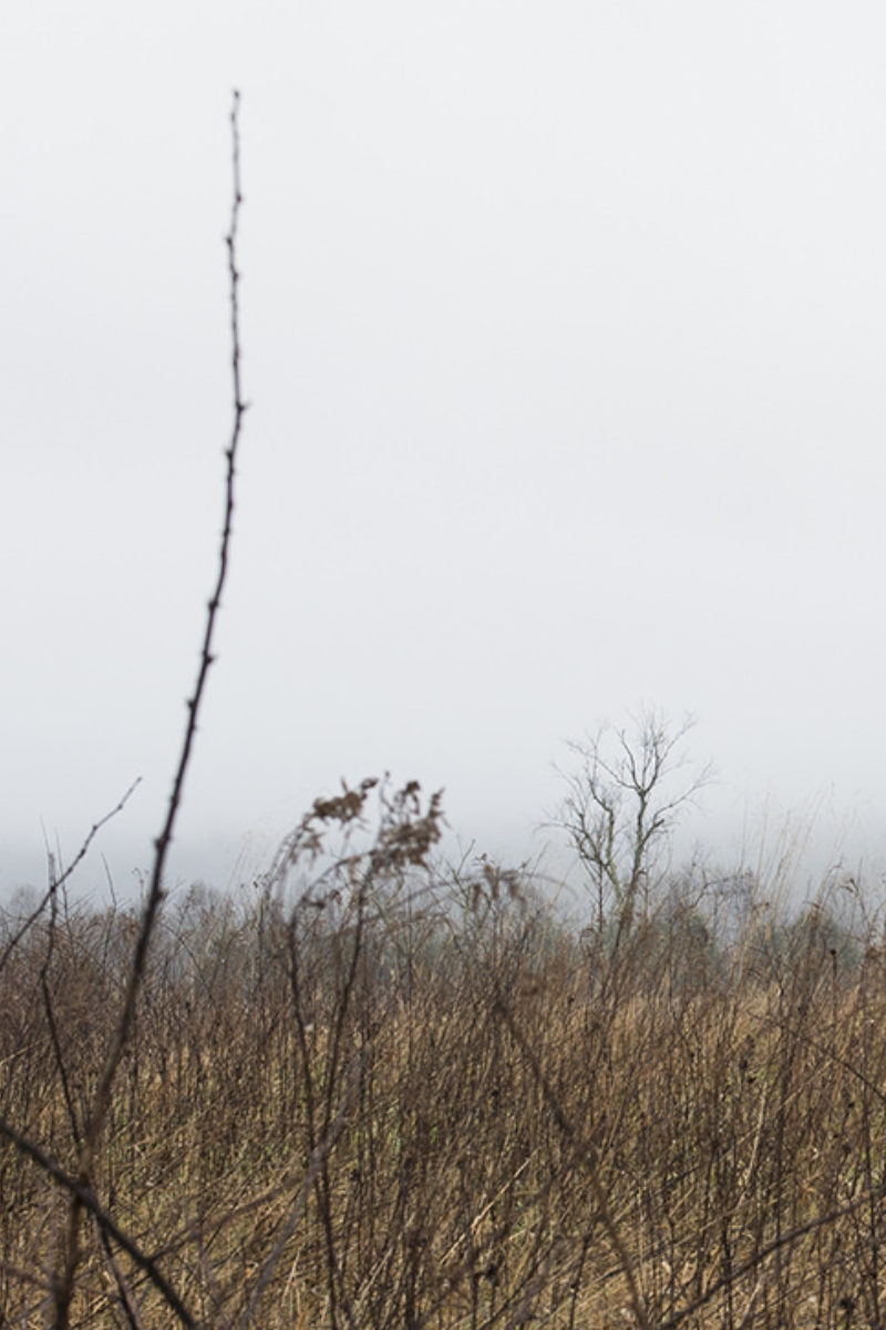 To Blackberry on Foot