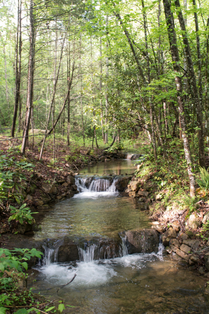 A Deep Healing Woods Meditation