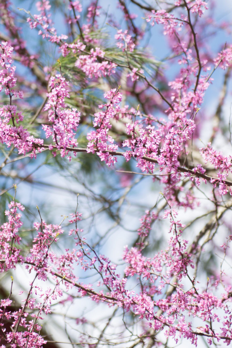 Edible Blooms