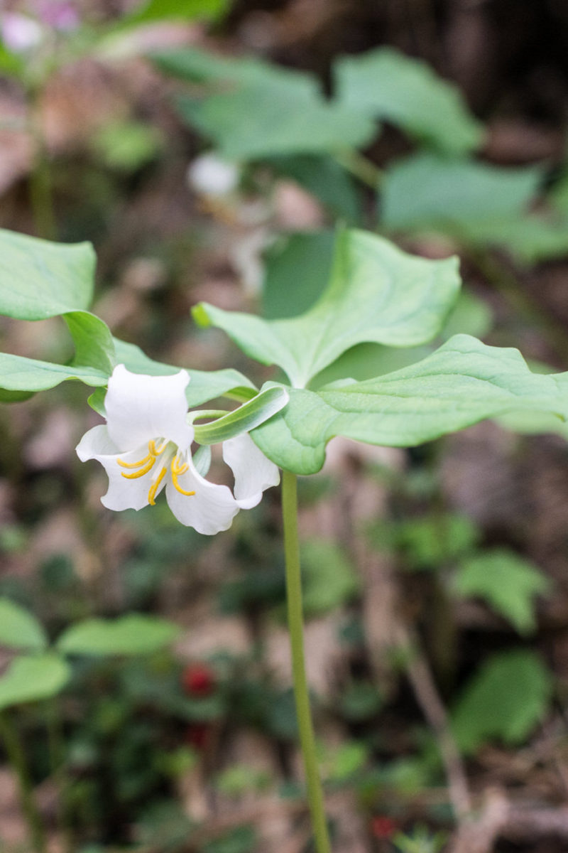 "Must Do" Spring Adventures