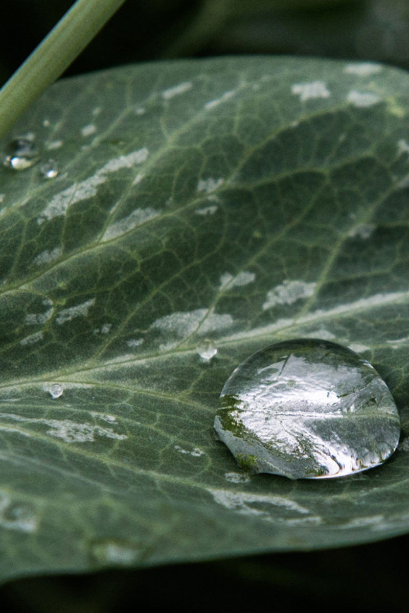 A Rainy Day in the Garden Shed