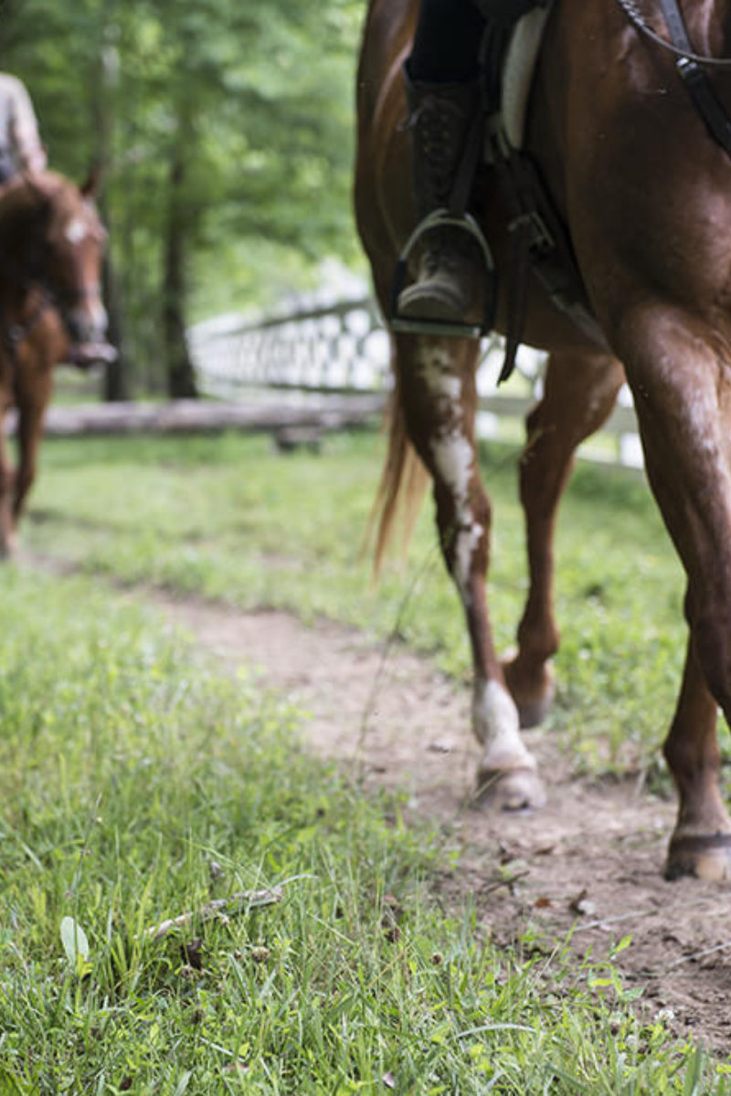 Exploring our Past and the Cove - With Horses!