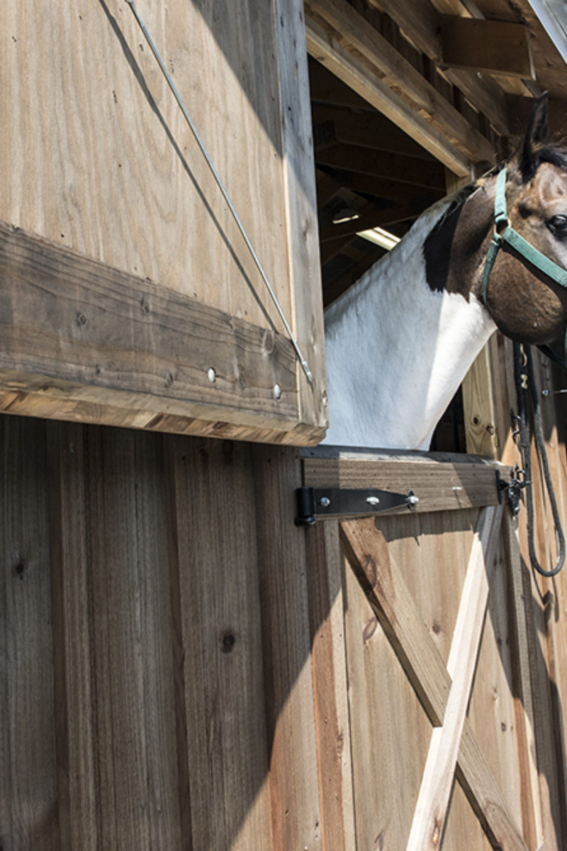 Horses at Blackberry