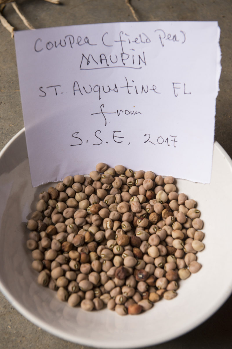 A Close Call - The Maupin Pea