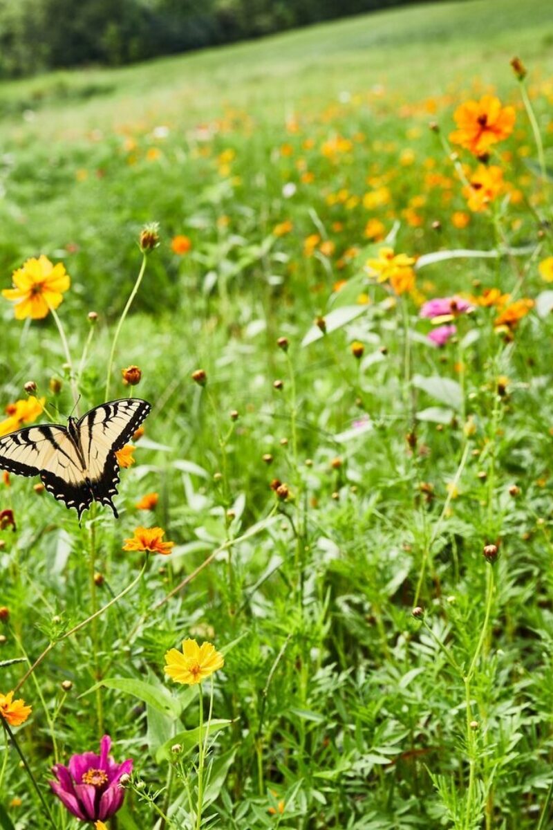 Meet Enneagram Coach Delynn Copley