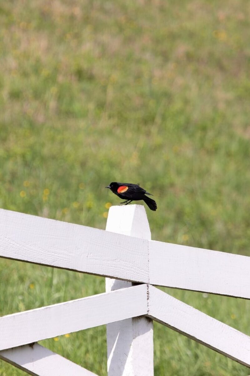 Spring Migration at Blackberry Farm