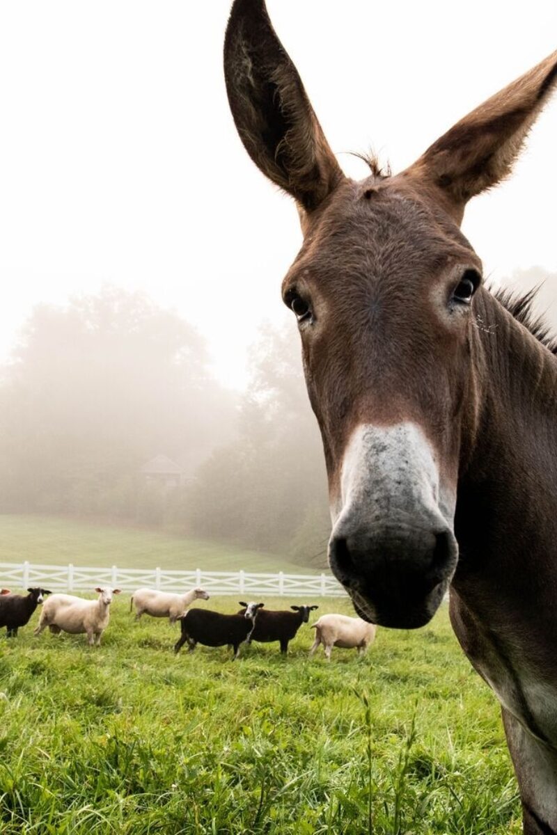 Farm Animal Fun Facts