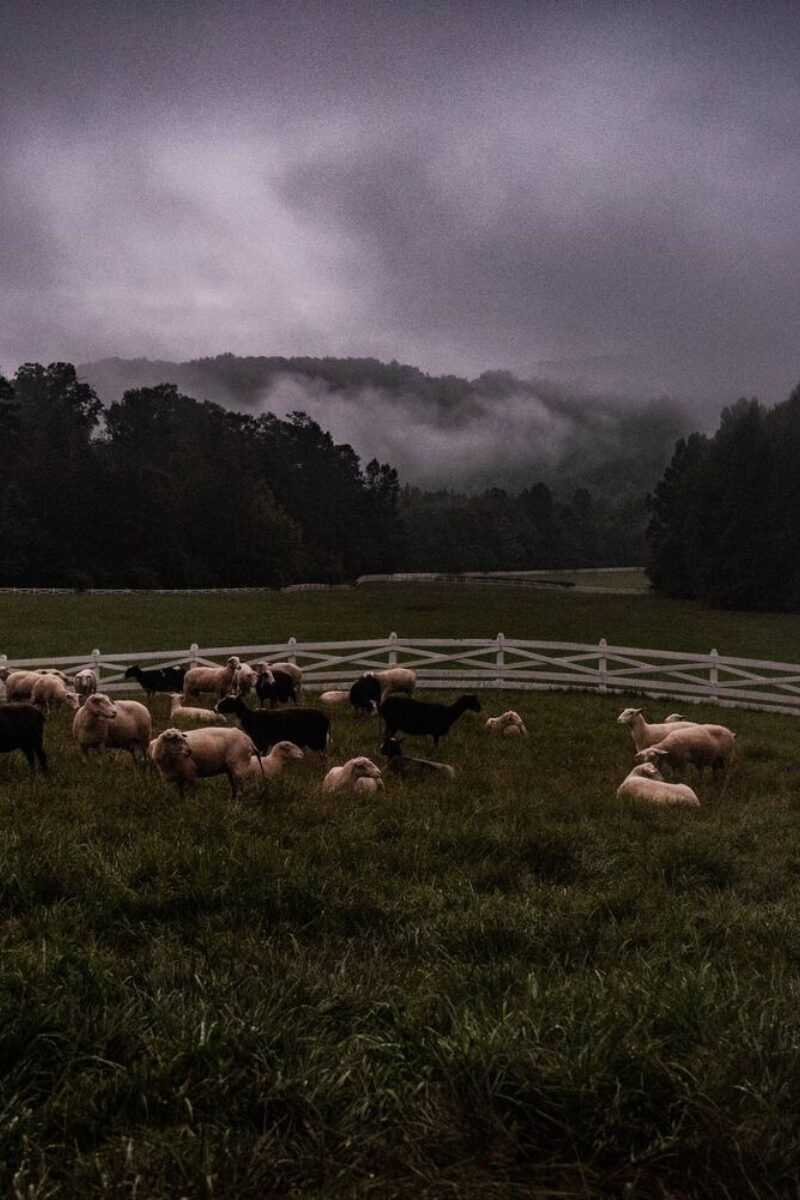 Early Mornings on the Farm