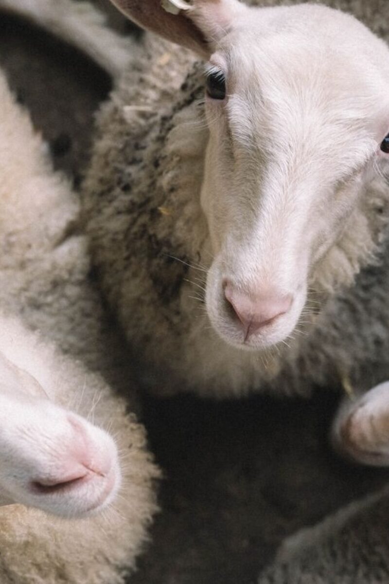 A Monumental Year for Milking