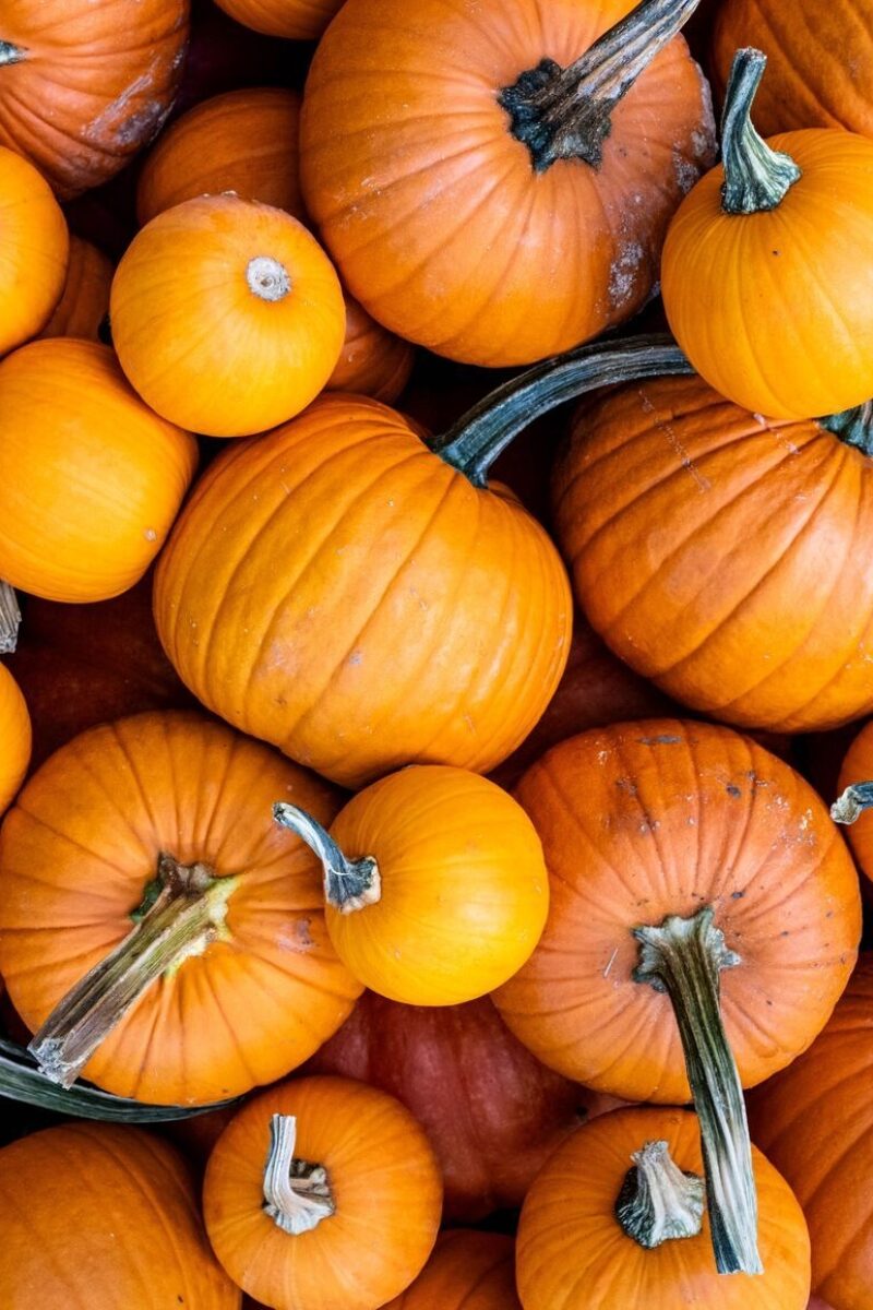 Passionate About Pumpkins