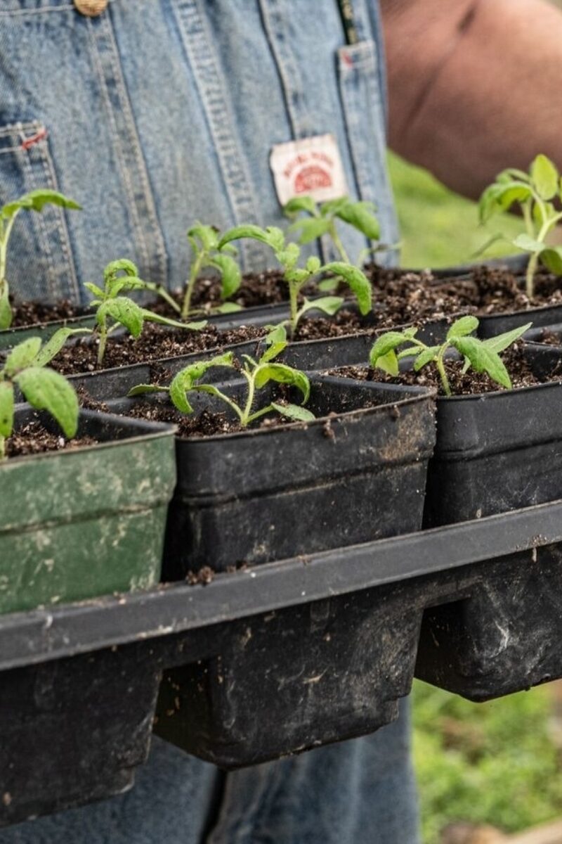 How to Start Your Homesteading Journey
