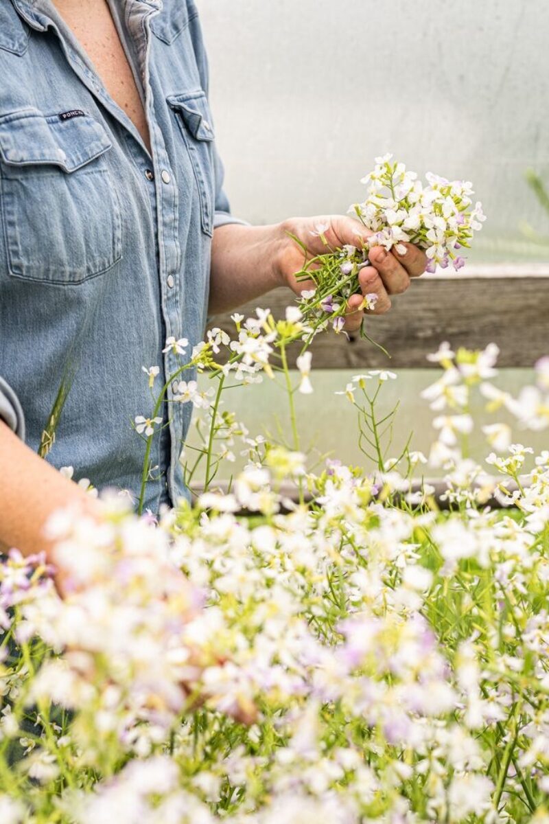 Spring in the Garden