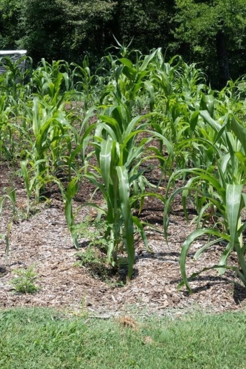 Mountain Tucked Corn