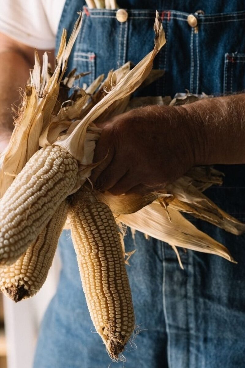 Shoepeg Milling Corn and Kentucky Field Pumpkins