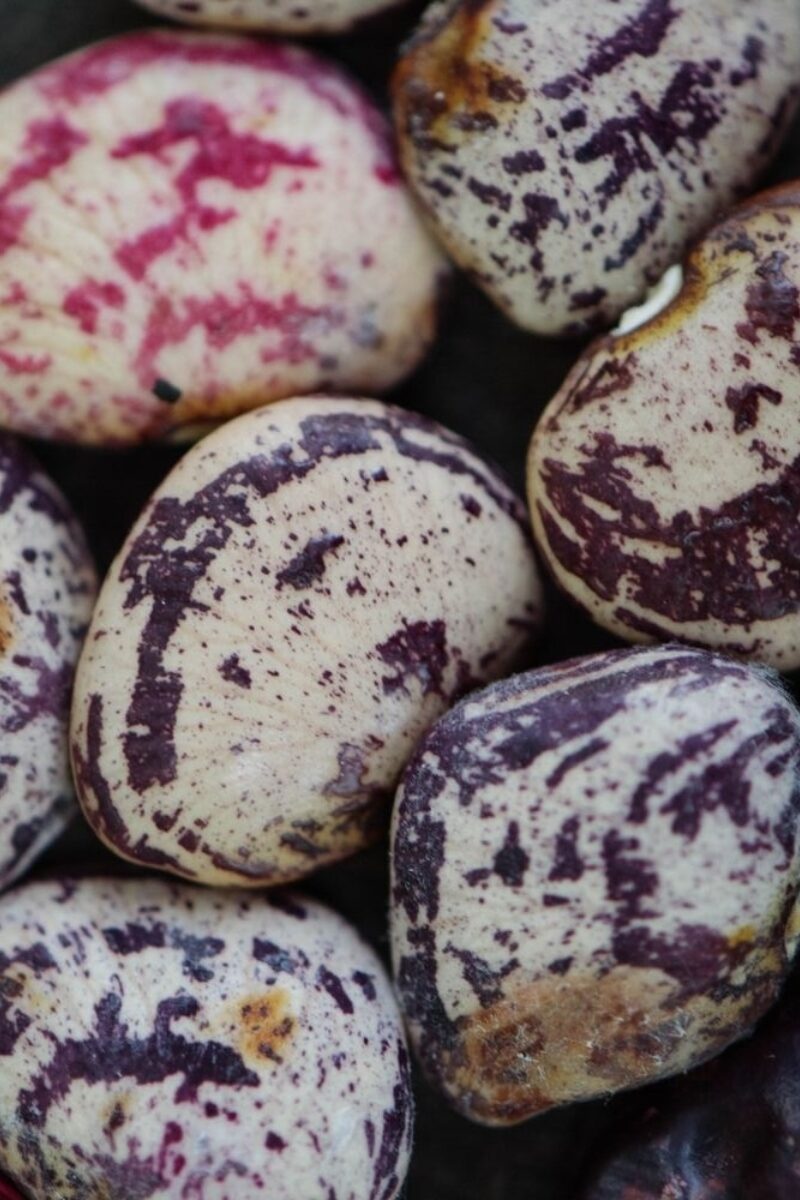 Naming Beans and Field Peas