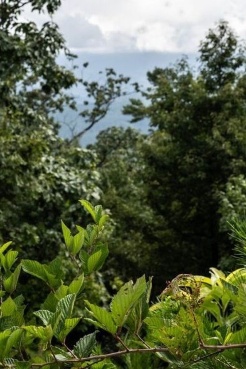 Thriving Through Fire