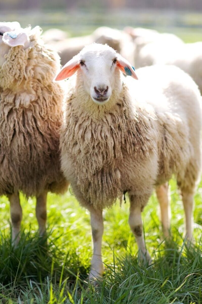 Looking Back: Guard Animals Through the Decades