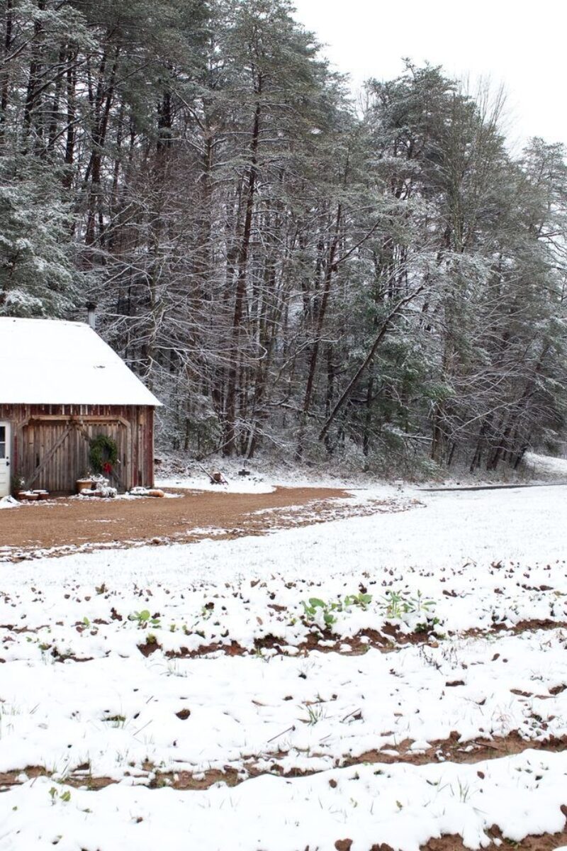 A Winter’s Day in Our Garden Shed