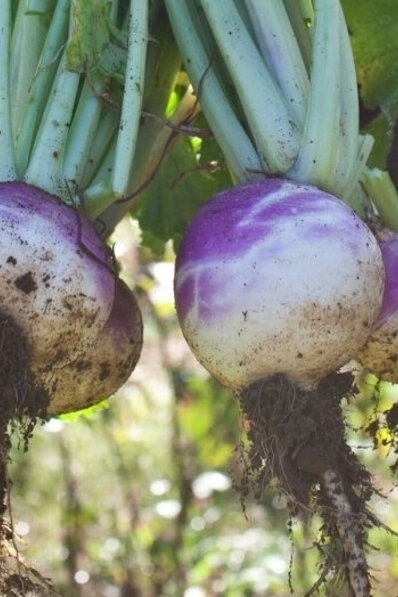 Fall Turnips