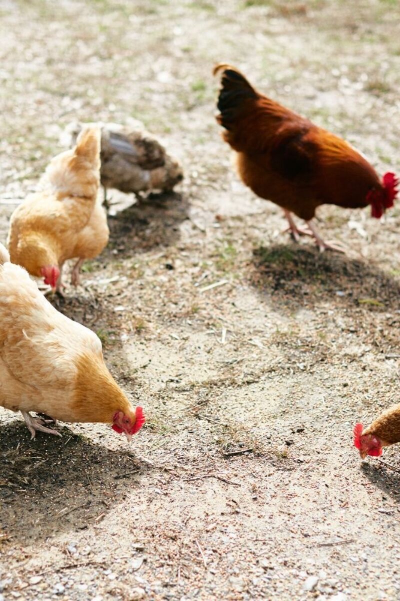 Feathered Friends of the Farmstead